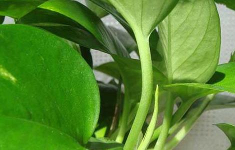 水培绿萝叶子发黄怎么办（冬季水培绿萝叶子发黄怎么办）