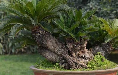 盆栽铁树怎么养才好 盆栽铁树怎么养才好养