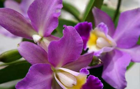 万代兰的养殖方法（万代兰的养殖方法）