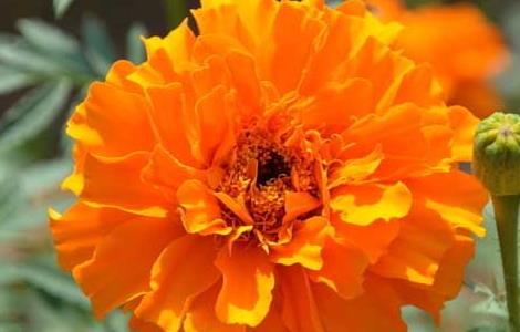 盆栽万寿菊怎么养 盆栽万寿菊怎么养才能开花