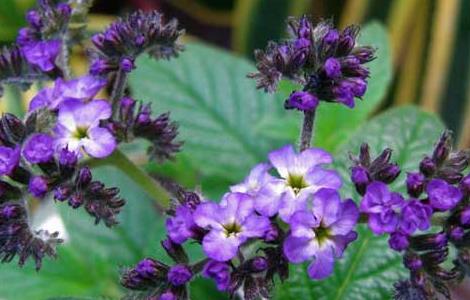 香水草的养殖方法 香草怎么养殖