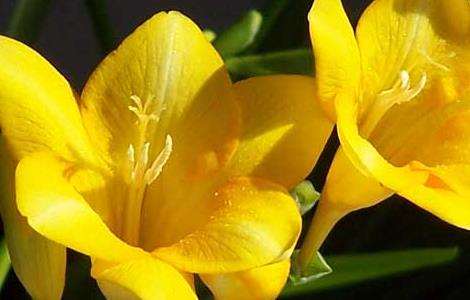 香雪兰什么时候种 香雪兰种球多少钱一个