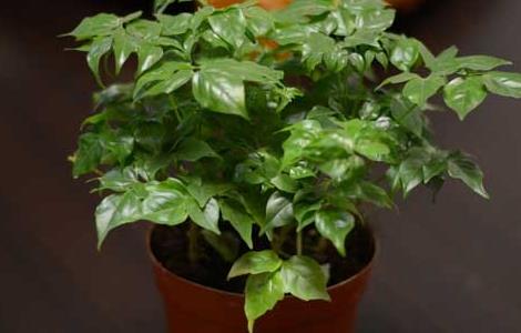 盆栽幸福树怎么养 室内幸福树多长时间浇一次水