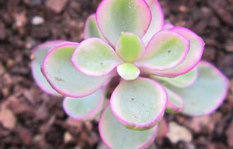 盆栽雅乐之舞怎么养（雅乐之舞怎么栽种）