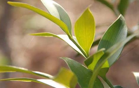 竹柏的养殖方法和注意事项 竹柏的功效与作用