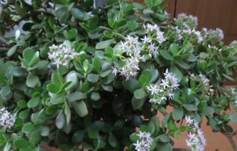 燕子掌的养殖方法和注意事项 燕子掌叶子干枯脱落什么原因