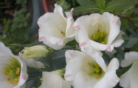 洋桔梗的养殖方法（洋桔梗的养殖方法放水）