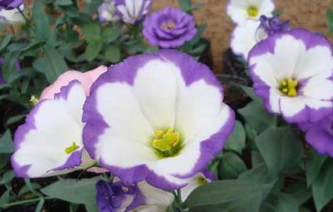 洋桔梗种子怎么种 洋桔梗种子怎么种的