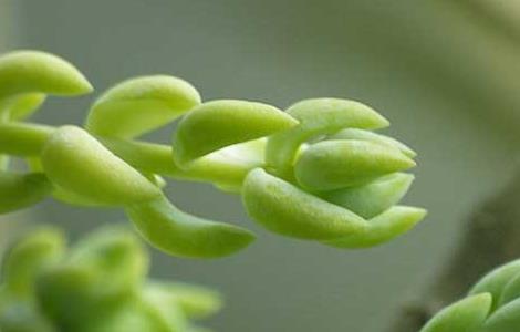 翡翠景天的养殖方法 翡翠景天的养殖方法和注意事项