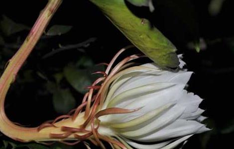 盆栽昙花怎么养才好（盆栽昙花怎么养才好养）