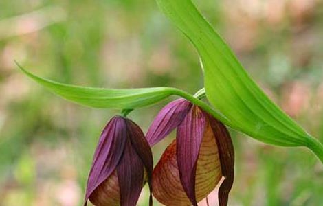 杓兰的养殖方法 杓兰的养殖方法视频