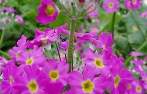 樱花草的养殖方法（樱花草的养殖方法有哪些）