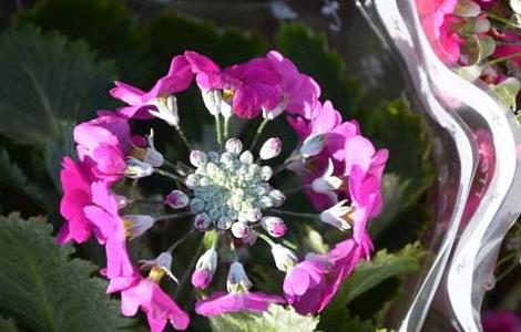 樱花草的花语和传说(樱花草的花语是)