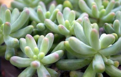 玉米石的养殖方法（玉米石的养殖方法和注意事项）