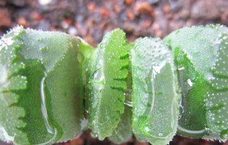 玉扇的养殖方法 玉扇的养殖方法和注意事项