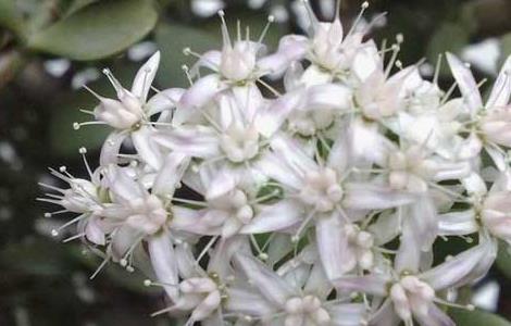 玉树花的养殖方法和注意事项（玉树花的养殖方法和注意事项有哪些）