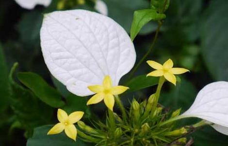 玉叶金花的养殖方法 金枝玉叶花怎么养殖方法