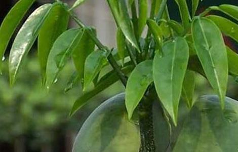 元宝树的养殖方法和注意事项 元宝树摆放客厅的风水