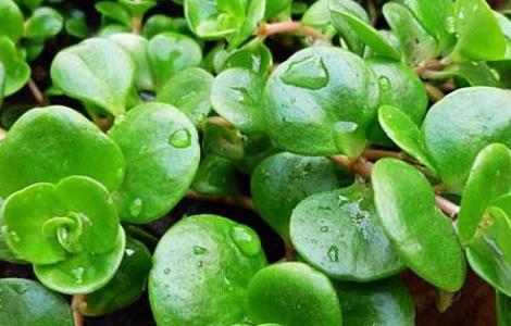 圆叶景天的养殖方法 圆叶景天盆栽图片