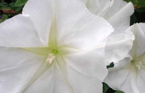 月光花的养殖方法（月光花怎么养）