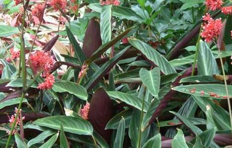 紫背竹芋的养殖方法（竹芋叶子焦边需要整个剪掉吗）