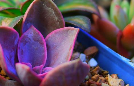 紫珍珠的养殖方法（紫珍珠的养殖方法视频）