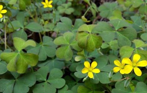 酢浆草的养殖方法 酢浆草的养殖方法和注意事项紫叶