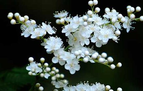 珍珠梅的养殖方法 珍珠梅的养殖方法和注意事项有哪些?