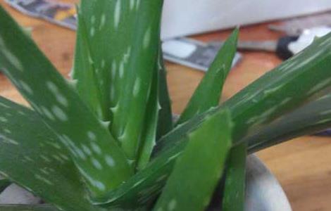 库拉索芦荟的养殖方法(库拉索芦荟的养殖方法和技术)