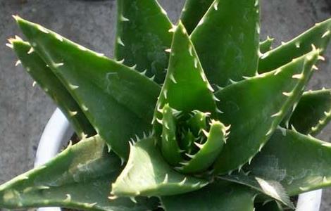 不夜城芦荟的养殖方法(不夜城芦荟怎么养殖方法)
