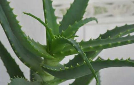 库拉索芦荟的繁殖方法 库拉索芦荟的繁殖方法有哪些