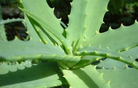 芦荟可以吃吗（芦荟可以吃吗怎么吃法图片）