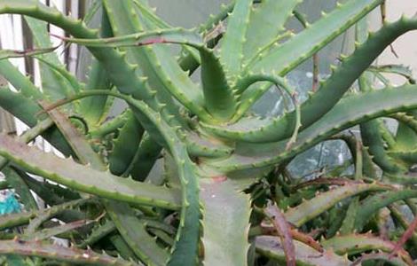 木立芦荟的养殖方法（木立芦荟的养殖方法 盆栽）