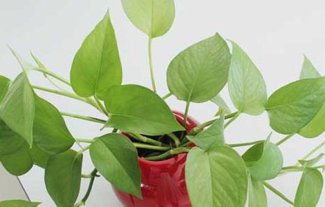 绿萝长高了怎么办 绿萝长太高了怎么办