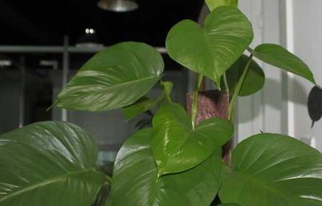 绿萝烂根怎么办（绿萝烂根怎么补救）