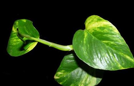 绿萝怎么修剪才好（绿萝怎么修剪才好看视频）