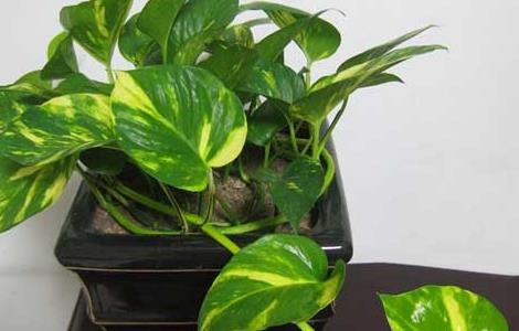 绿萝几天浇一次水(绿萝几天浇一次水合适)