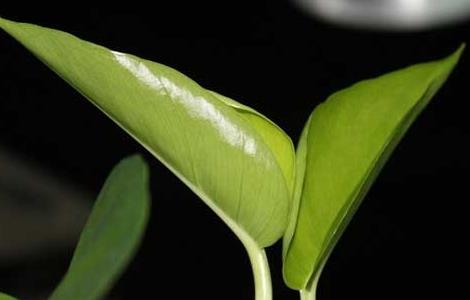 绿萝怎么移植才好(绿萝怎么移植才好养)