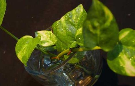 水培绿萝多久换一次水（水培绿萝叶子发黄是什么原因）