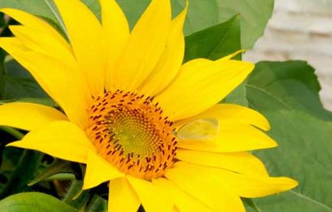 向日葵的花语和传说（向日葵的花语和传说是什么）