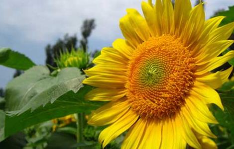 观赏向日葵怎么种 观赏向日葵怎么种好