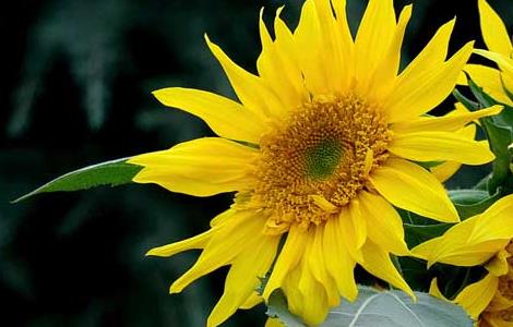 观赏向日葵怎么种