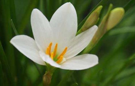 葱兰的养殖方法和注意事项 韭兰的养殖方法和注意事项