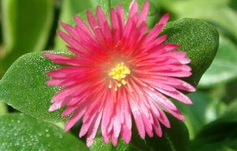 穿心莲种子怎么种植(穿心莲种子种植方法)