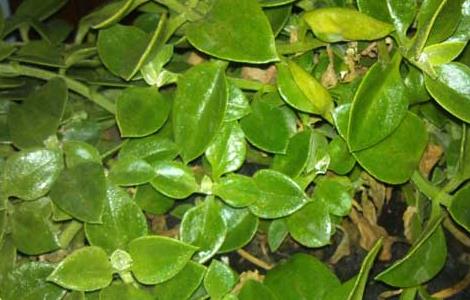 穿心莲种子怎么种植