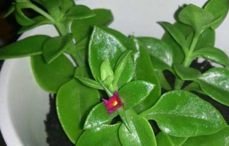 穿心莲种子怎么种植