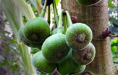 大果榕的果子能吃吗 大果榕可以吃吗