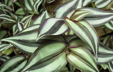 吊竹梅的养殖方法和注意事项（吊竹梅的功效与作用）