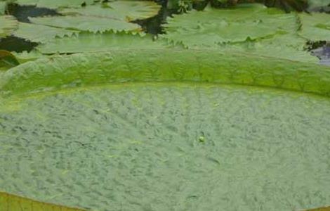 王莲的养殖方法和注意事项（王莲的养殖方法和注意事项）