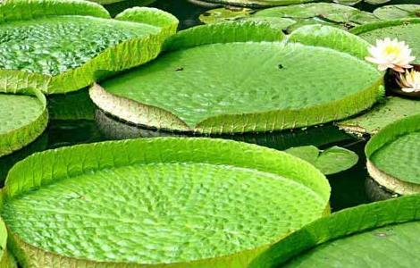 王莲的养殖方法